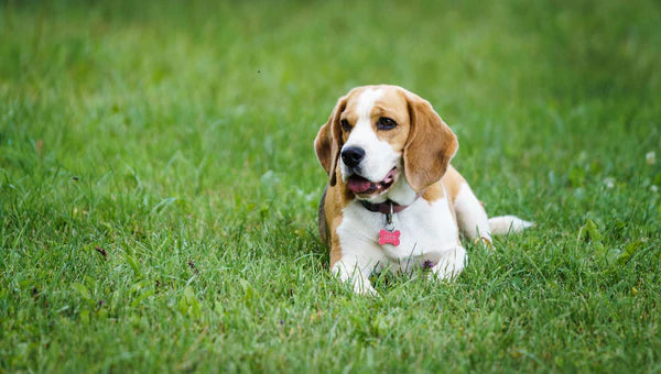 Beagle