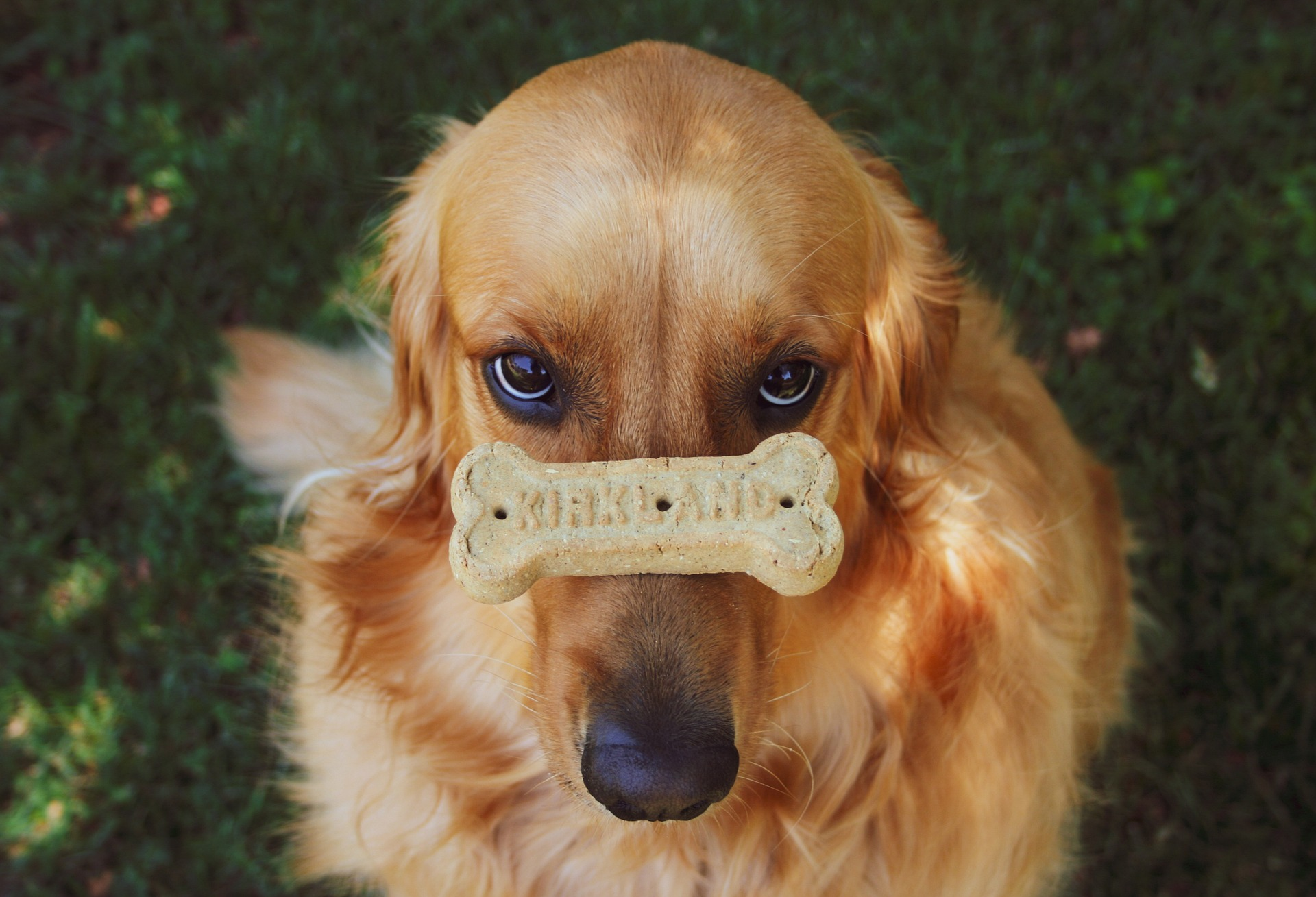 golden retriever balancing his treats