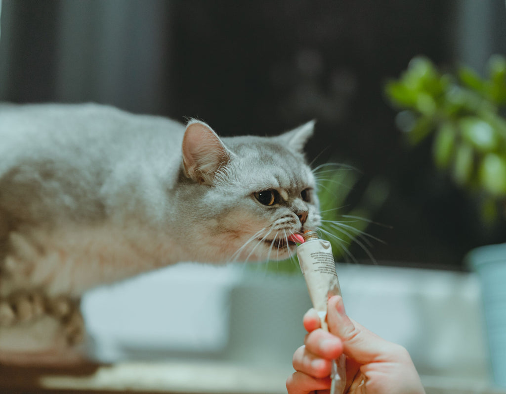 Cat eating something out of a tube.