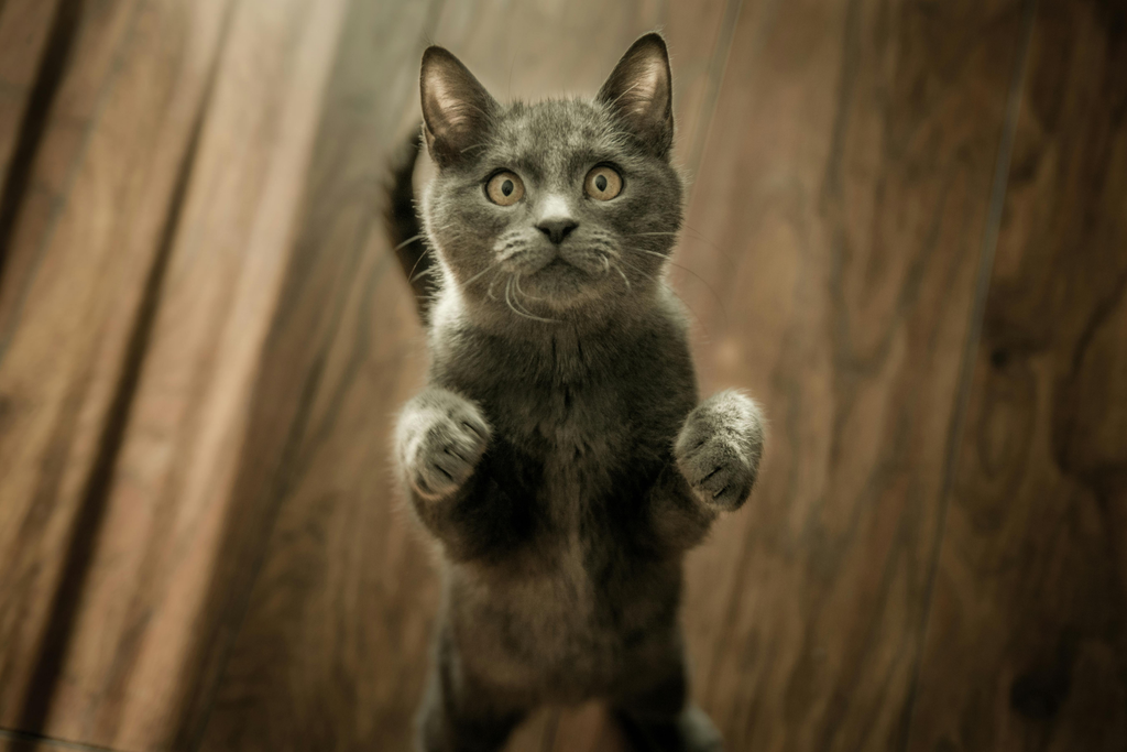 gray cat standing on its two feet