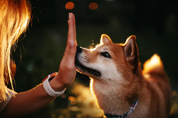 Shiba inu dog touching owner hand