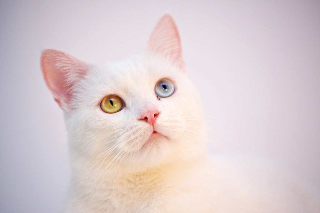 White cat with a heterochromia.