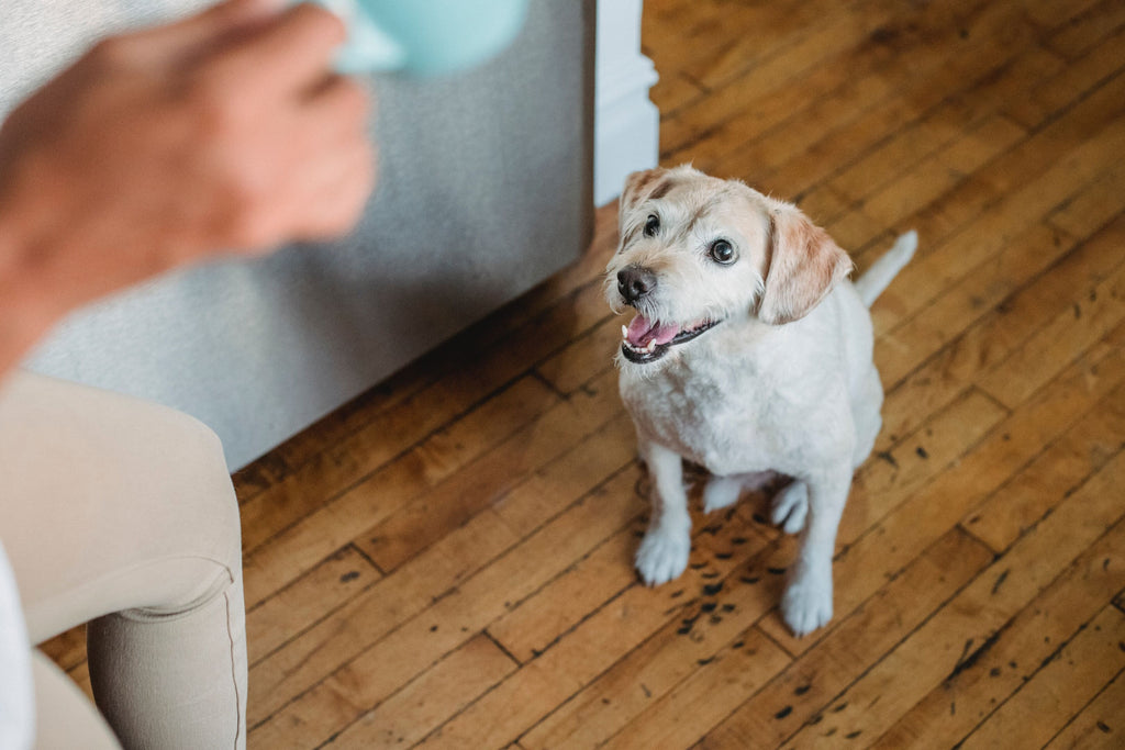 A dog preparing to eat raw meat.