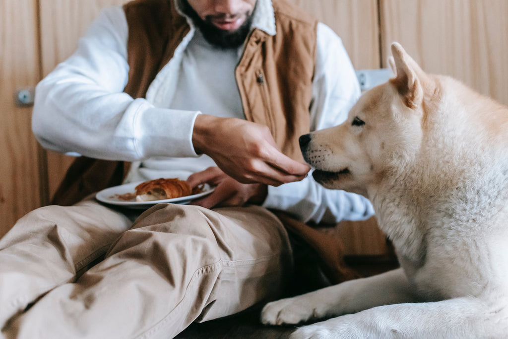 Owner giving food to his pet dog