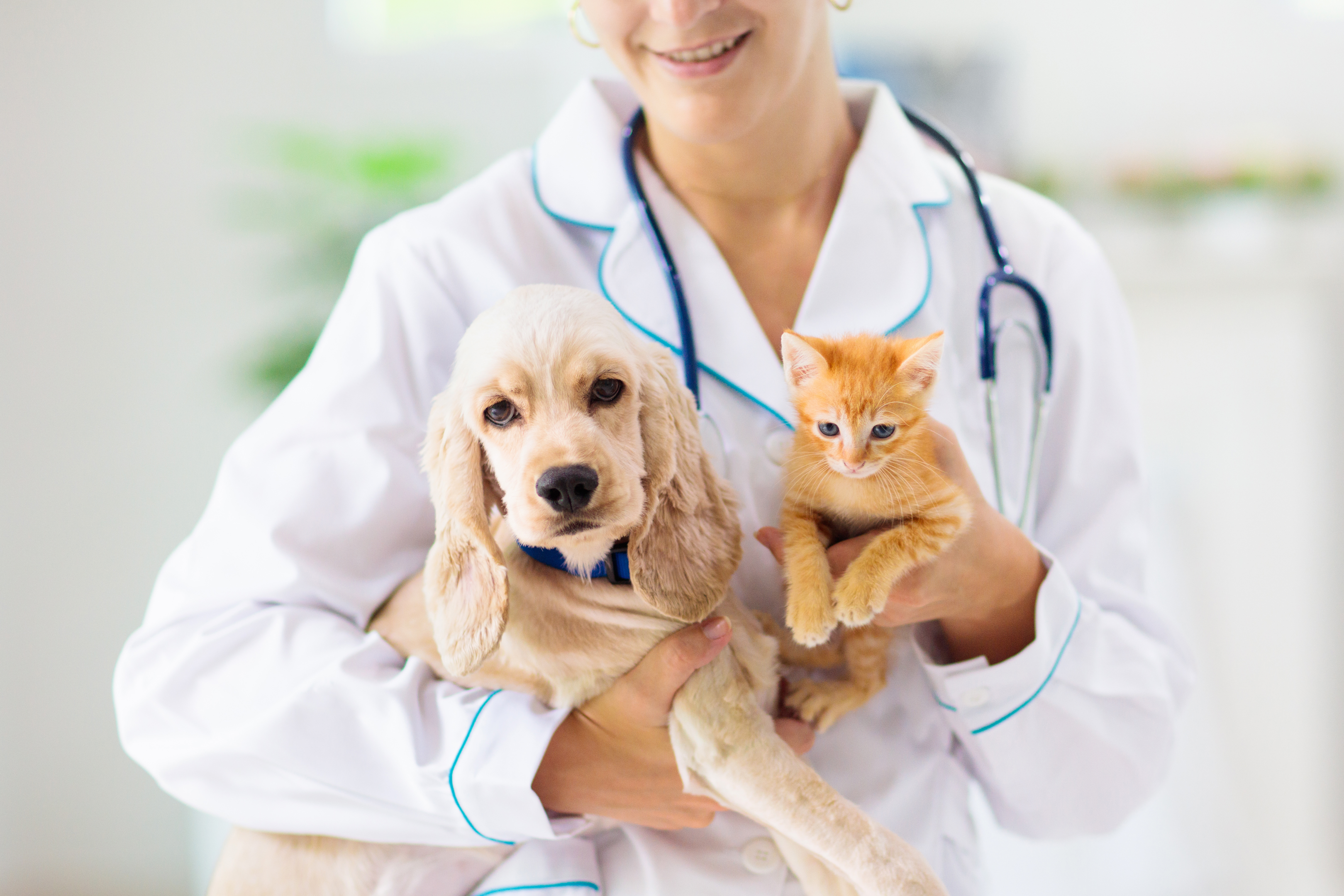 Veterinarian carrying a dog and cat