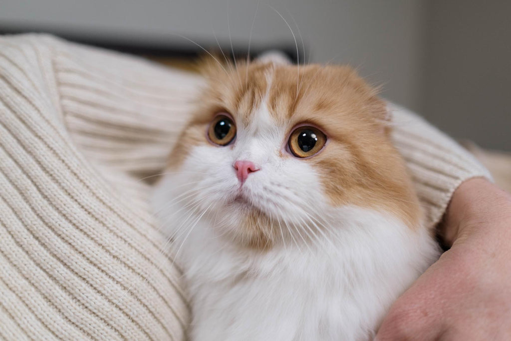 Person holding scottish fold cat.