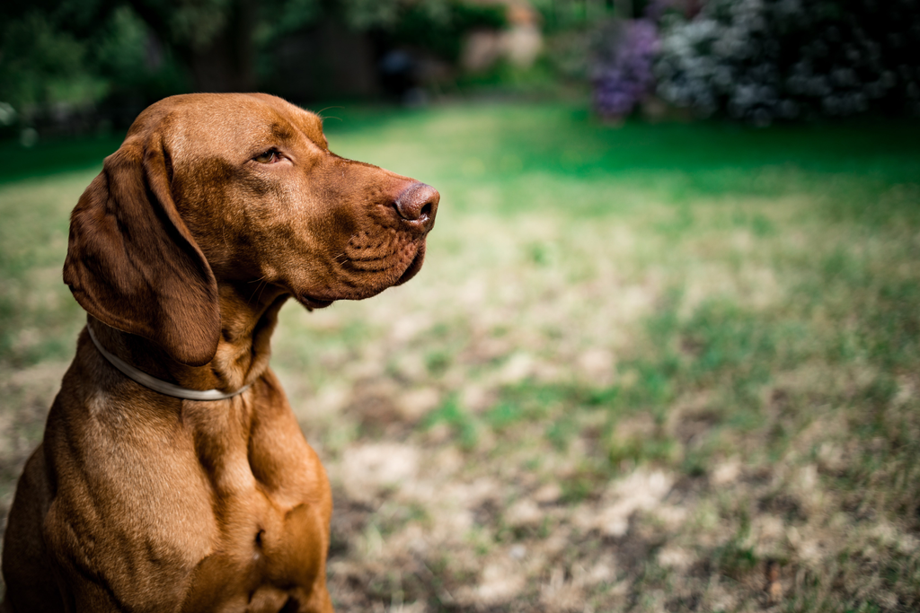 Hungarian Vizsla Dog sitting on the grass.