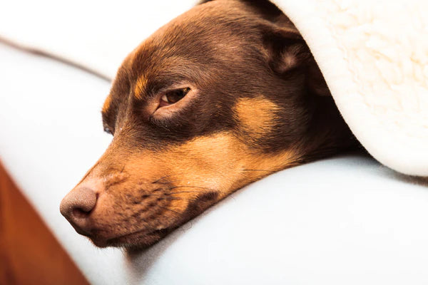 dog lying on bed