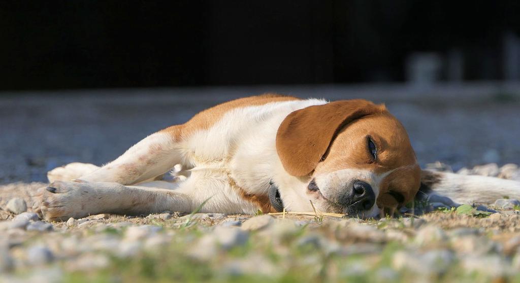 Senior Beagle lying on the grass.