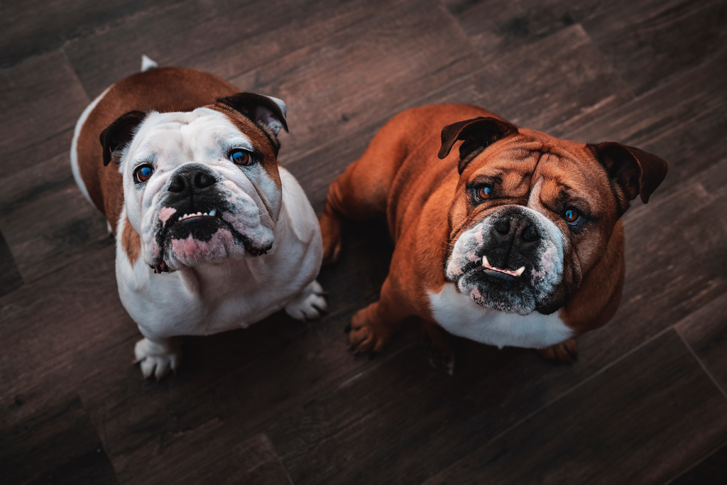 Two senior bulldogs looking up