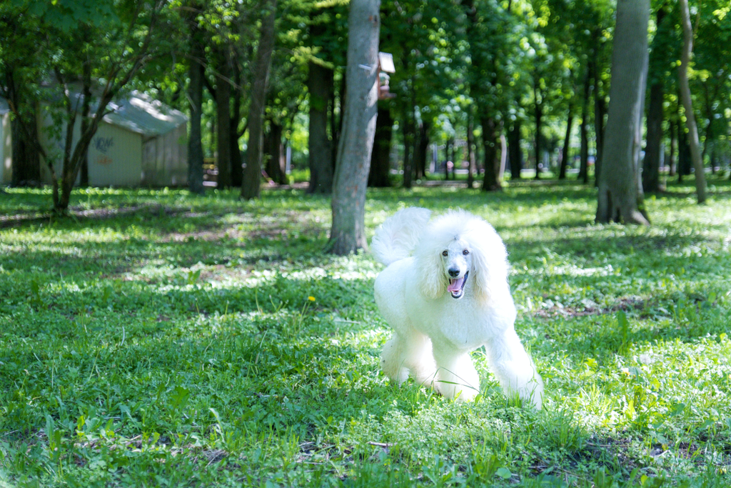 A senior Poodle playing outside.