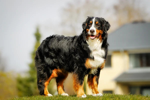 Bernese mountain dog