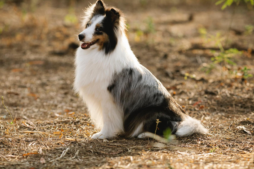 dog with thick fur sitting outside