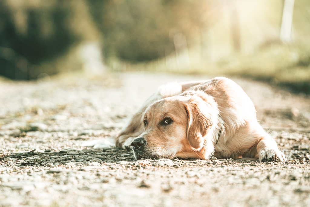 Senior Golden Retriever taking outdoor rest