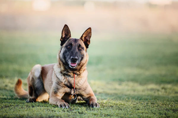 Belgian Malinois