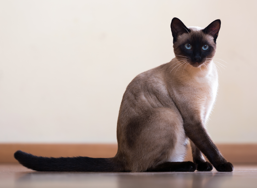 Cute siamese cat