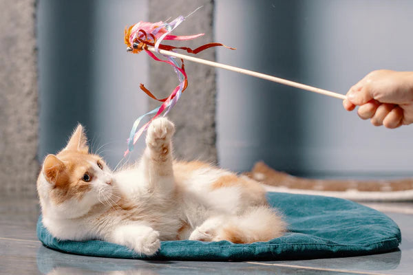 cat lying on the mat and playing with a toy on a stick