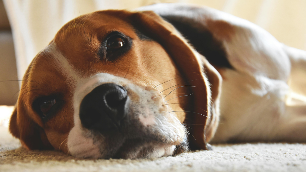 dog taking a rest