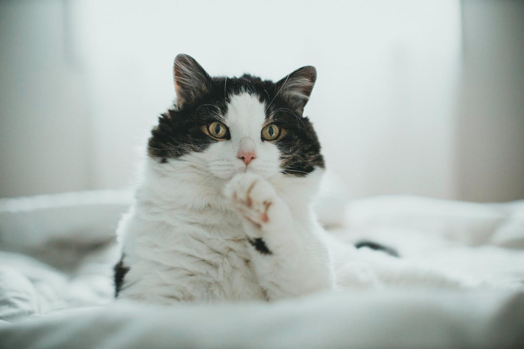 A cat on a bed.