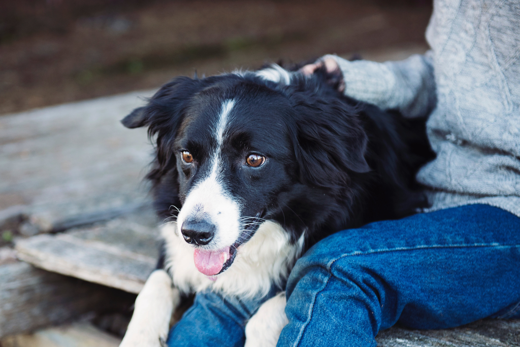 Dog smiling beside his owner.