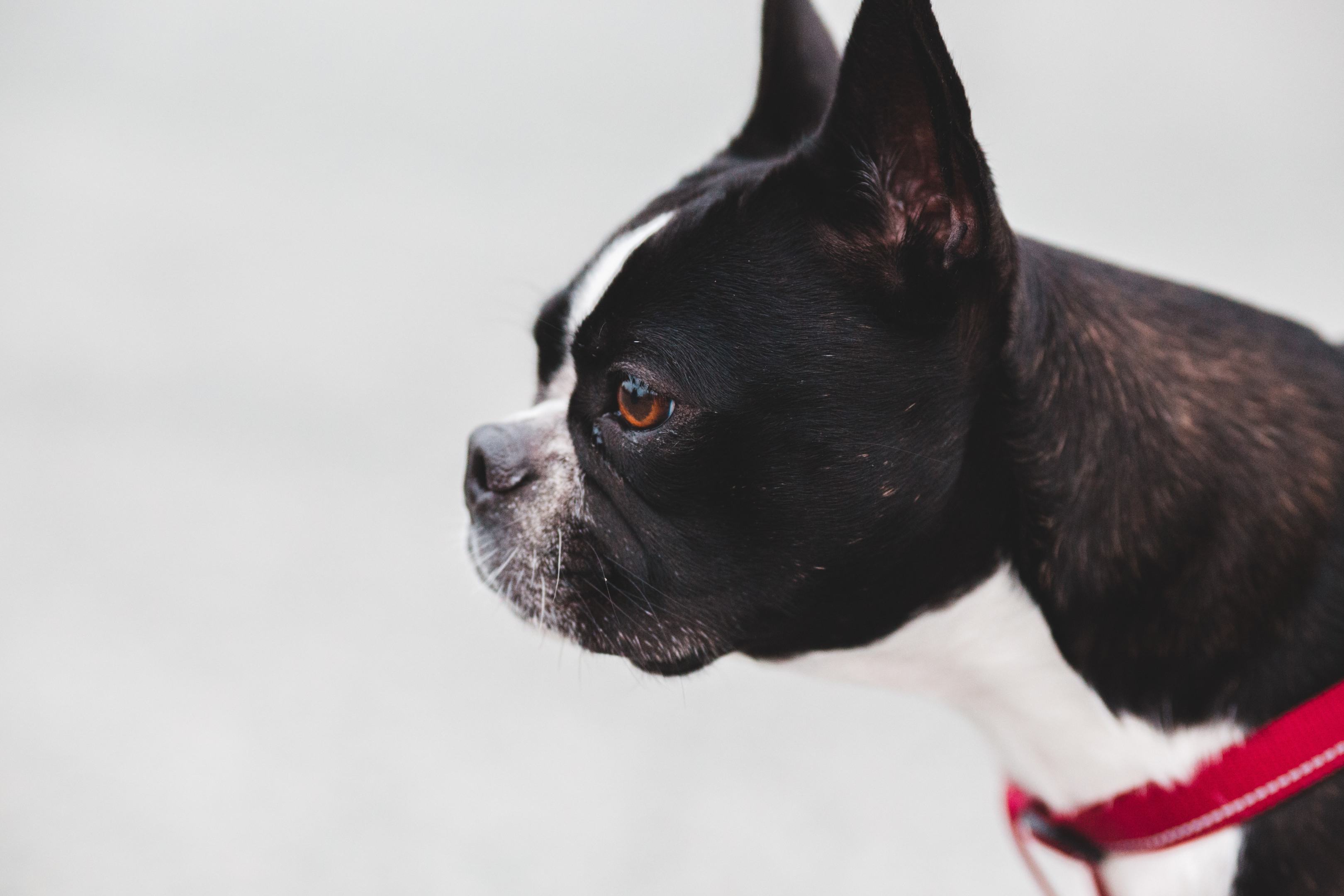 Aging Boston Terrier standing on leash