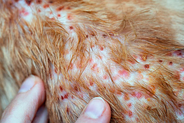 dog with skin inflammation