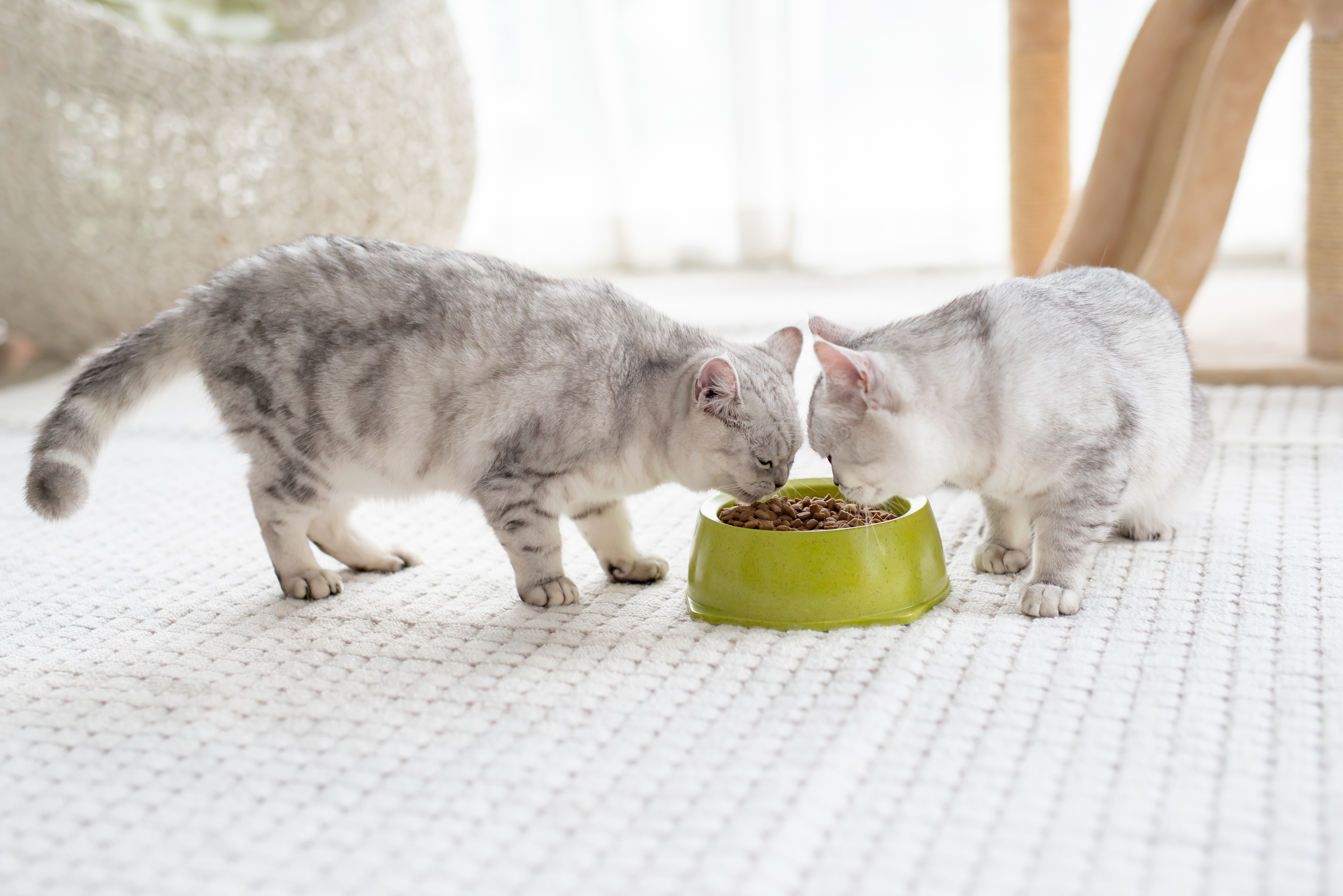 Two cats eating in a bowl