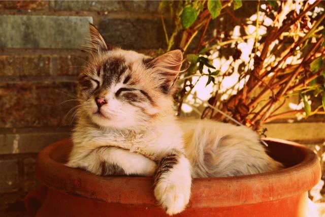 Cat resting on the flowerpot.