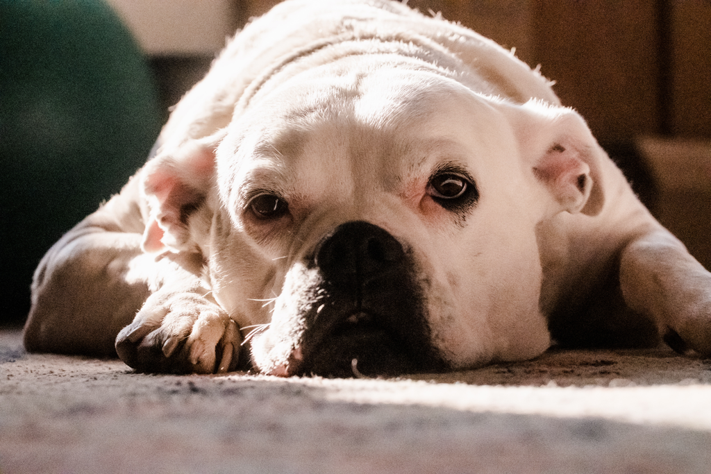 Senior bulldog lying on the floor