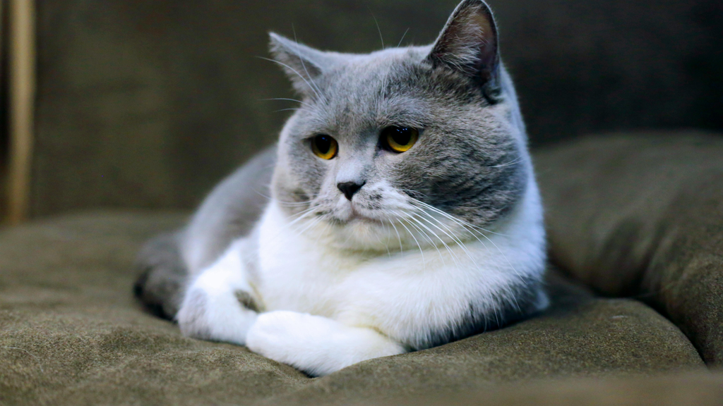 cat taking a rest on the couch