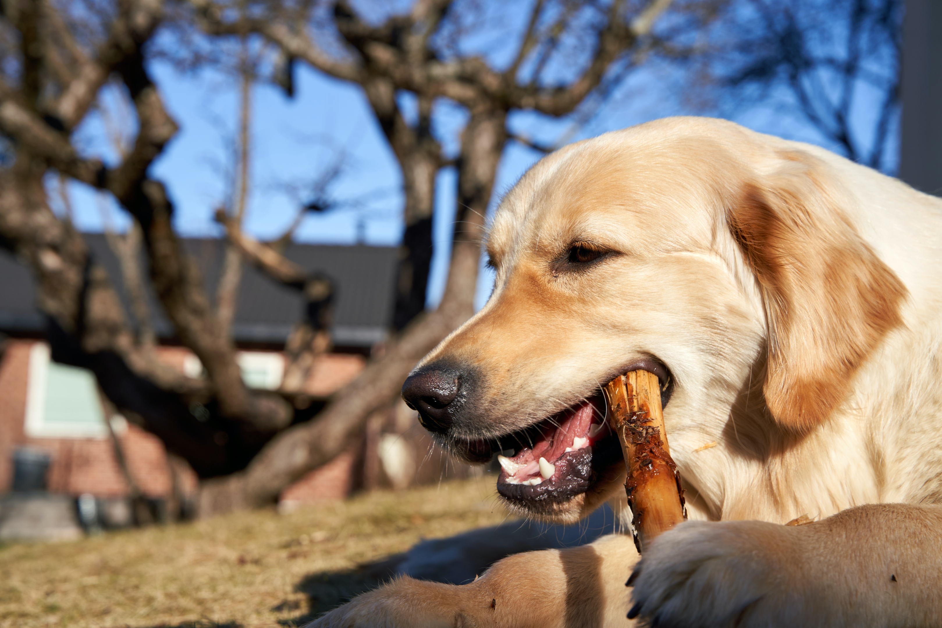 senior Goldie chewing on a stick