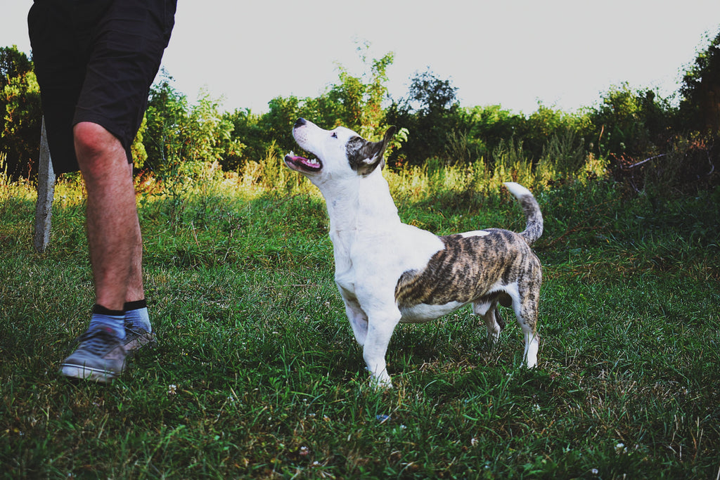 Wagging dogs don't automatically mean happy dogs.