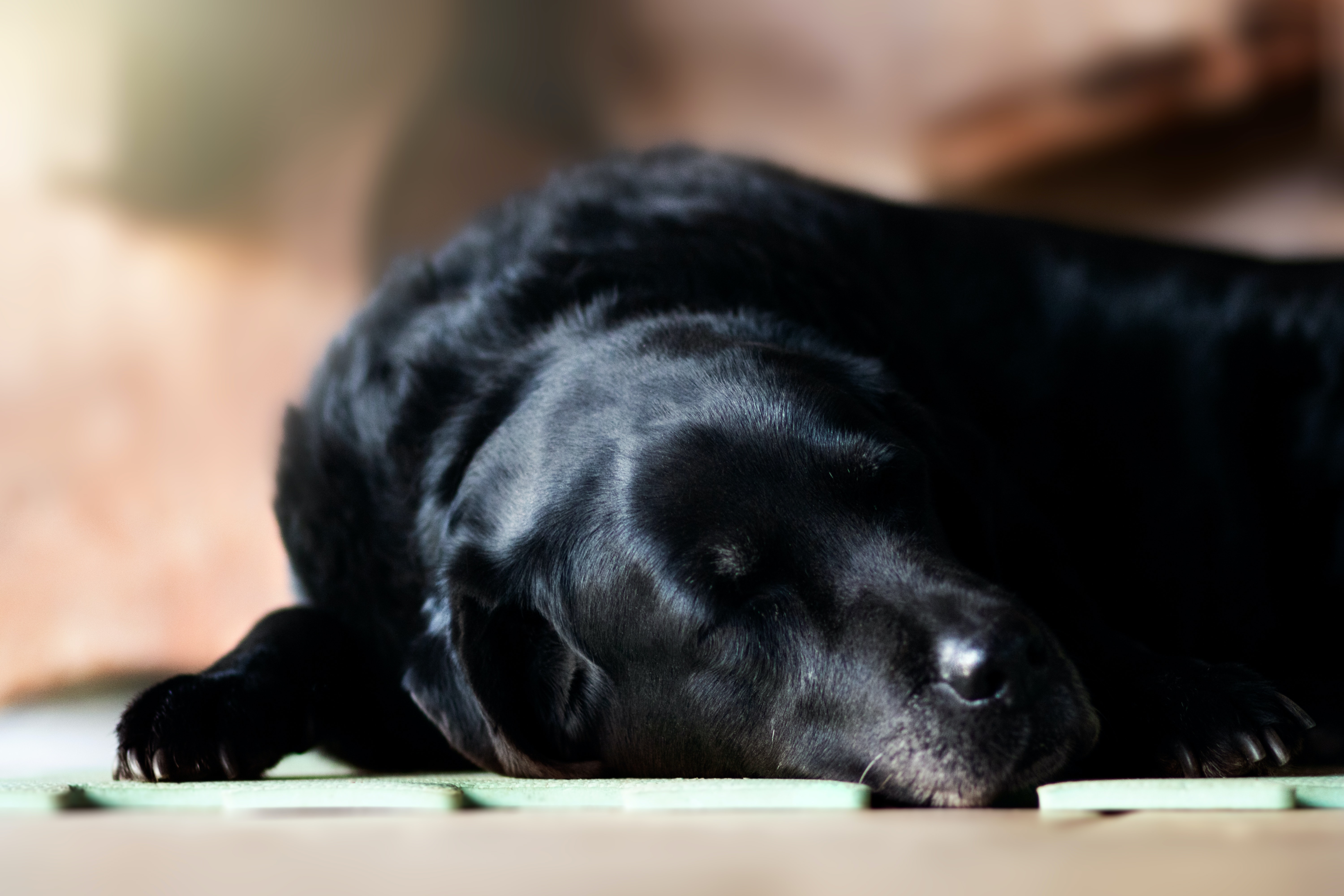senior Labrador Retriever experiencing health issues due to lack of exercise