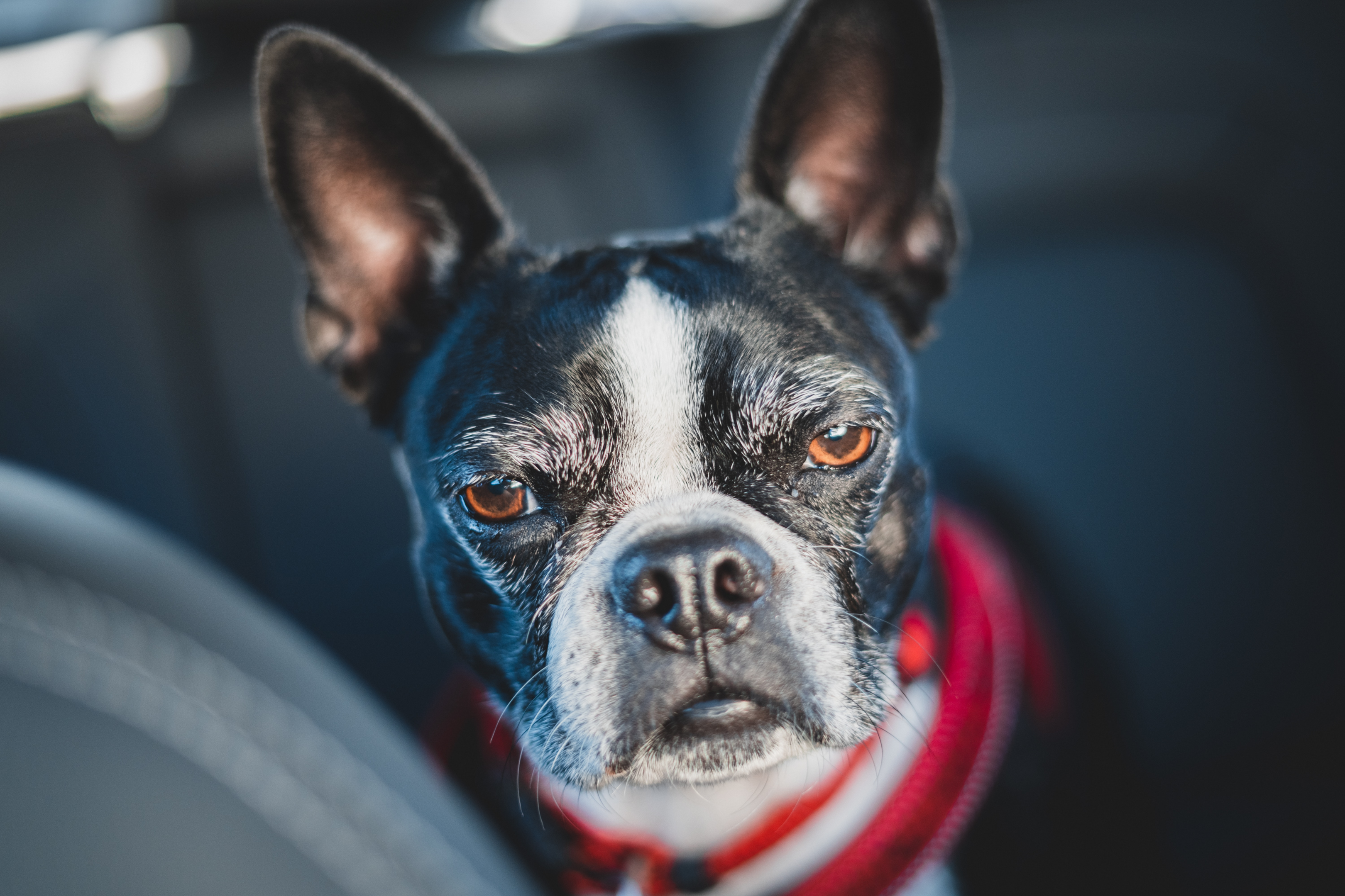 A grumpy senior Boston Terrier.