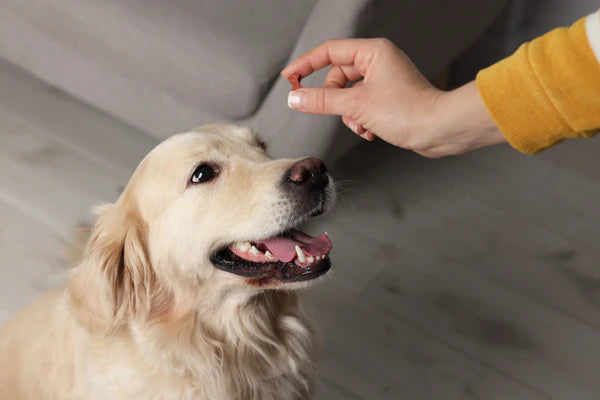 Woman giving bone shaped pill to cute dog