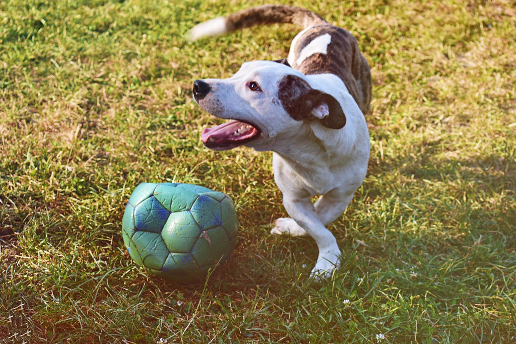 Pit bull playing outdoors.