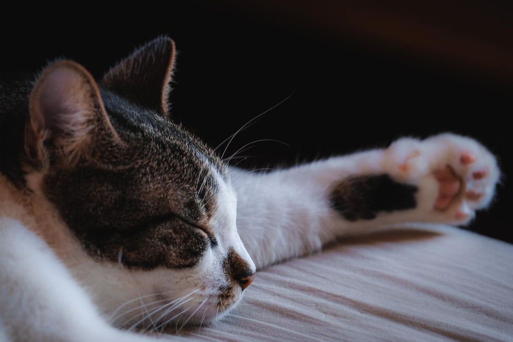 Cat sleeping on the bed.