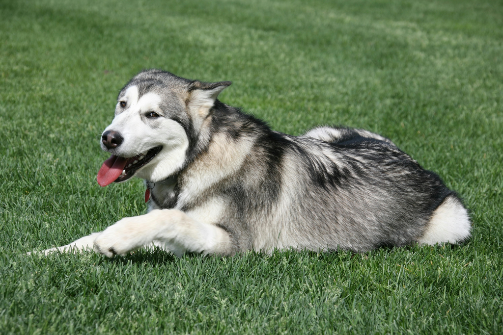 playful dog lying on the grass