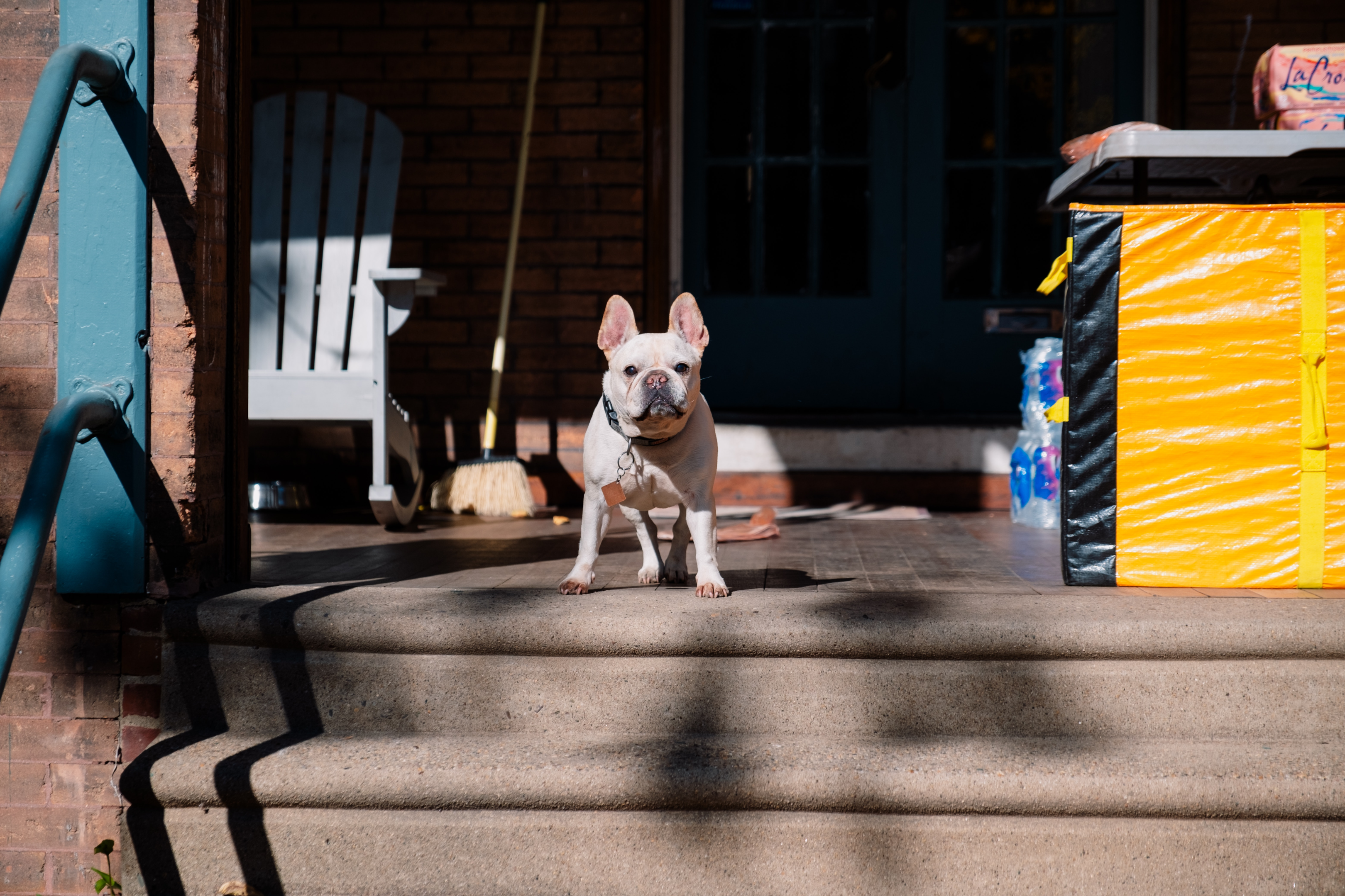Aging Boston Terrier standing by the porch