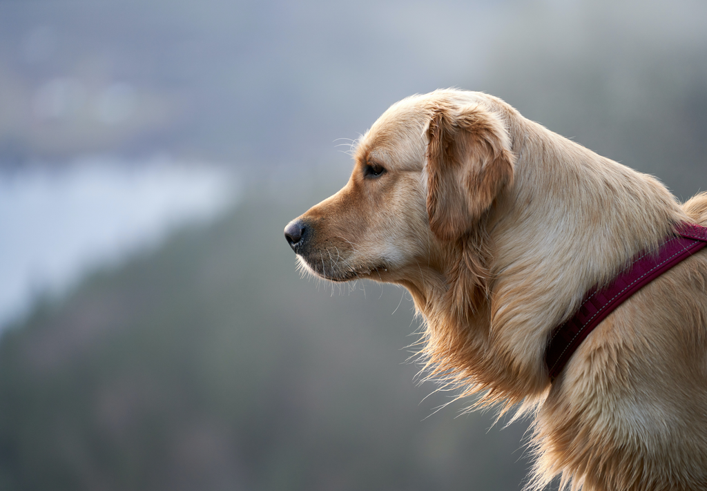 Senior Goldie having a rest.