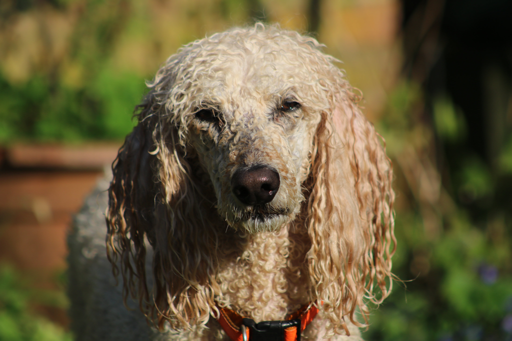 A senior Poodle that needs proper grooming.