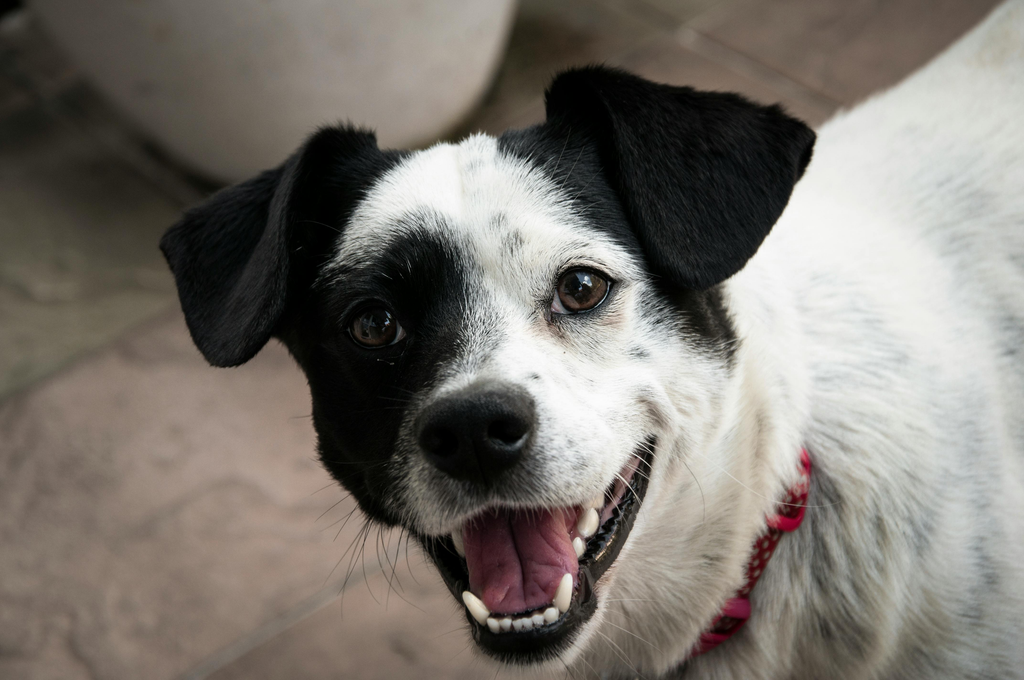 happy dog with black and white coat