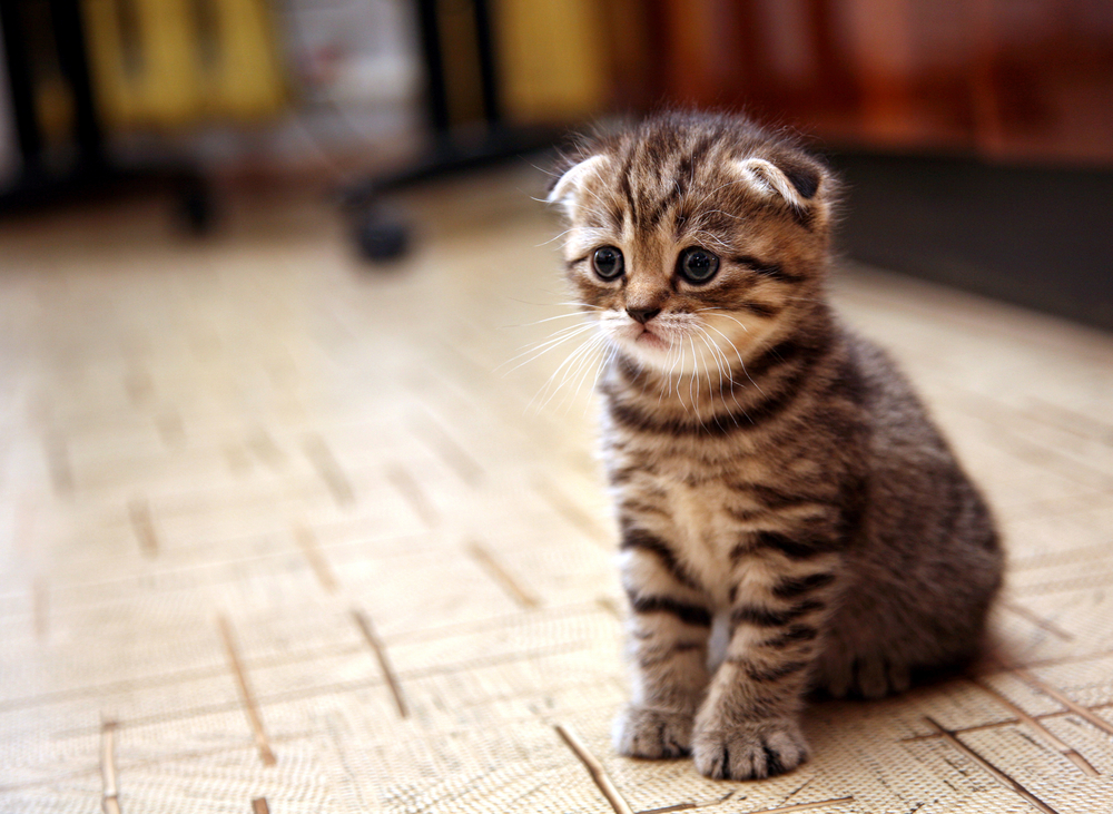sad looking kitten