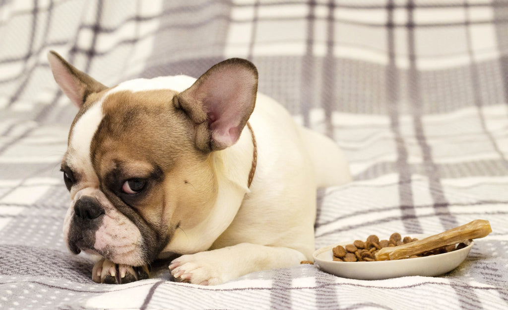 grumpy dog beside his food