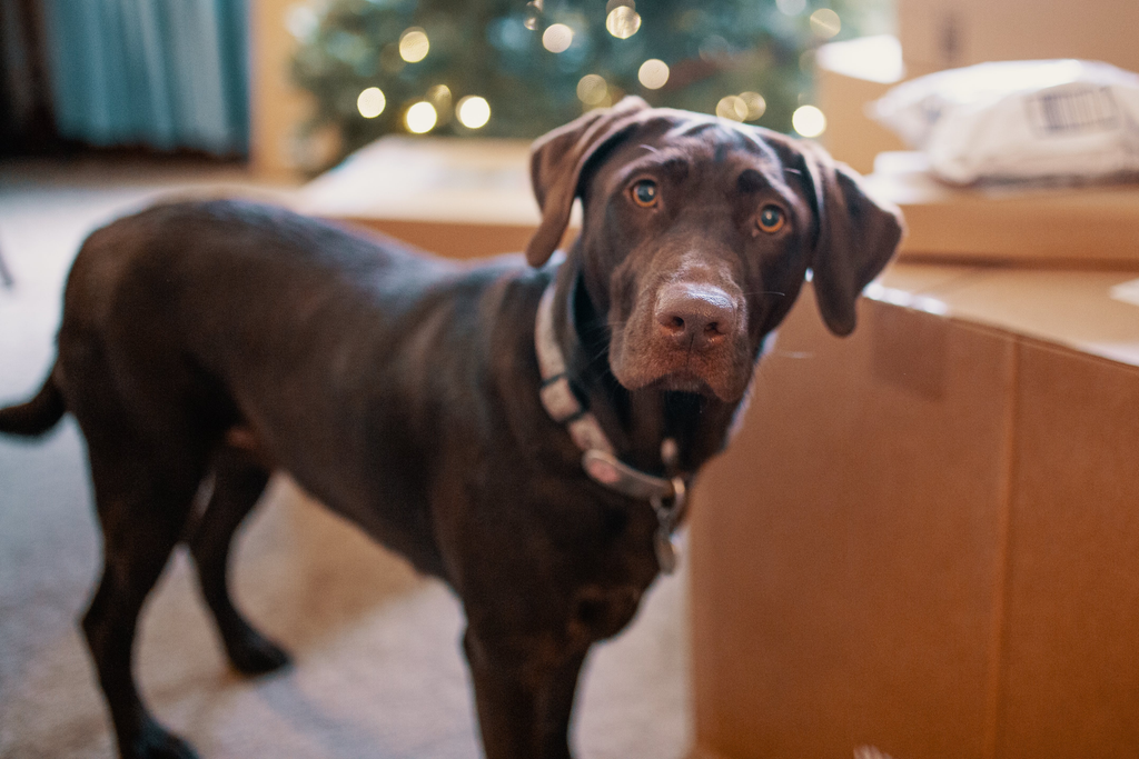 curious dog looking at the camera