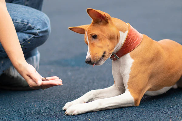 pet owner giving dog treats