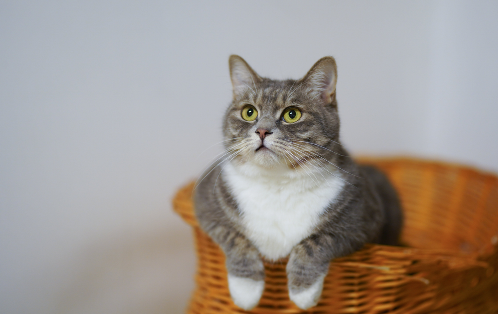 Cat sitting on a basket