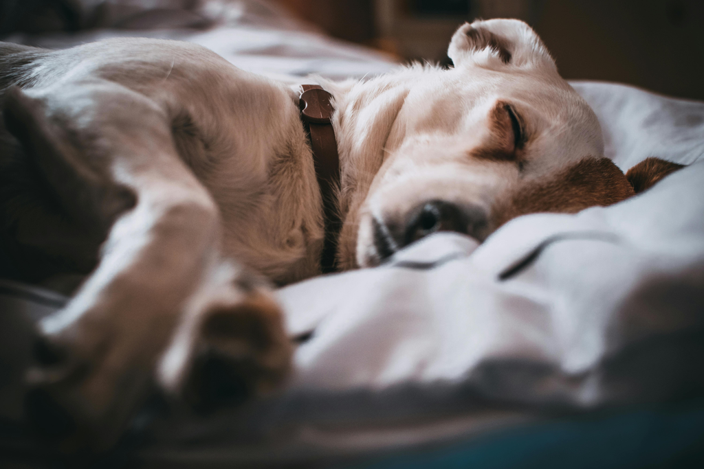 Tired dog sleeping.