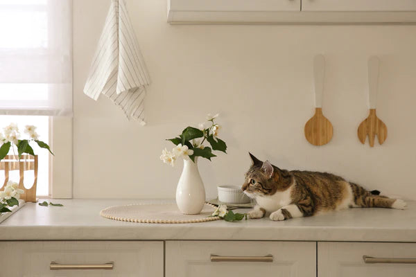 cat near flower at kitchen countertop