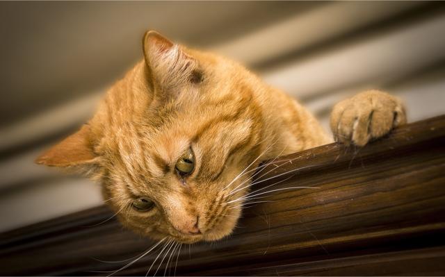 A cat looking down.